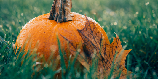 Ways to make a fun fall activity with your kid