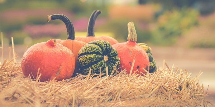 9 things to do with Pumpkins this Fall